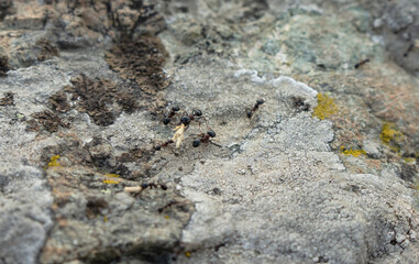 Ants run over the stone and carry the load