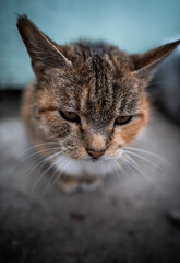 portrait of a cat