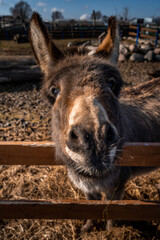 portrait of a donkey