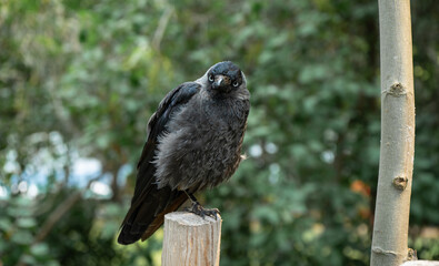 jackdaw sits on a stump against a background of green trees