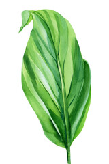 Topical leaf, white background, watercolor illustration. © Hanna
