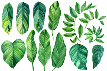 Topical set, green palm leaves, watercolor illustration on isolated white background