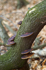 The forest comes to life in early spring