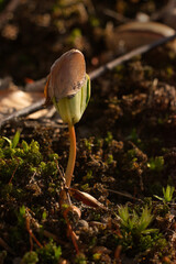 sprouting tree from grain in spring