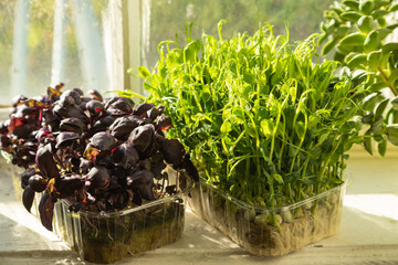 Boxes with microgreen sprouts of pea and purple basil on white windowsill. Daylight, sunlight. Side...