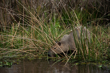 Carpincho in the Esteros del Ibera, Corrientes, Argentina 