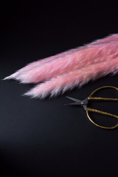 Pink Pampas Grass And Golden Scissors On Black Background. Dried Flowers For Bouquet