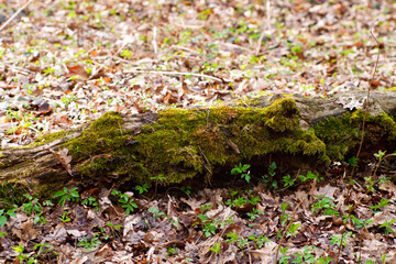 old tree trunk overgrown with moss