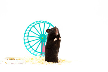 close up shot of black hamster and wheel isolated on white