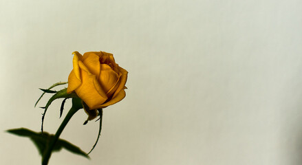Yellow rose in the house 