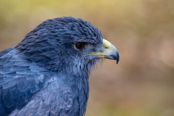 Terathopius ecaudatus - The flying eagle is a species of accipitriform bird in the Accipitridae...