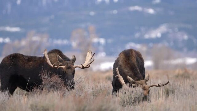 Two Bull Moose grazing together viewing broken antler on one in the Wyoming wilderness.