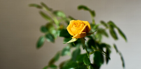 Yellow rose in the house 