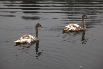 Junge H&ouml;ckerschw&auml;ne im Oktober