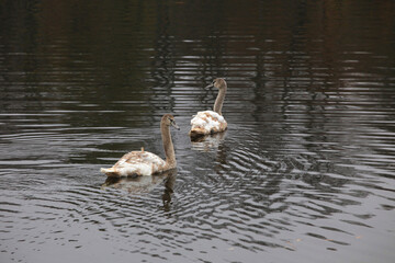 H&ouml;ckerschwan im Oktober