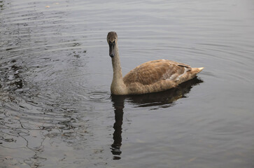 H&ouml;ckerschwan im Oktober