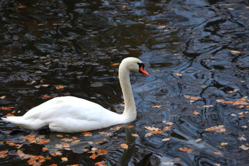 H&ouml;ckerschwan im Oktober