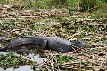 Yacaré in the Ibera wetlands 