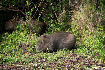 Carpincho in the Ibera wetlands 