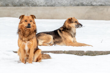 Two big dogs in the winter in the snow