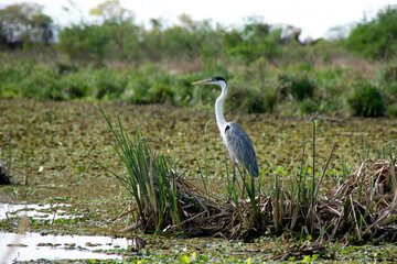 Garza in the Lagoon
