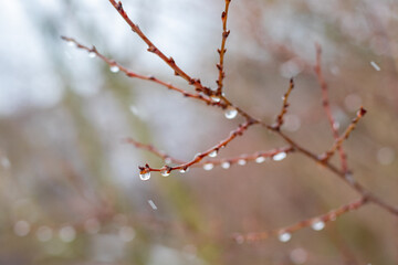 Raindrops on a bare branch in the spring during the melting snow