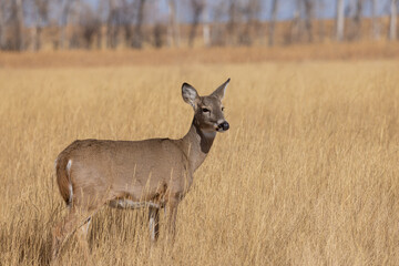 Whitetail Deer Doe in Autumn in Colorado
