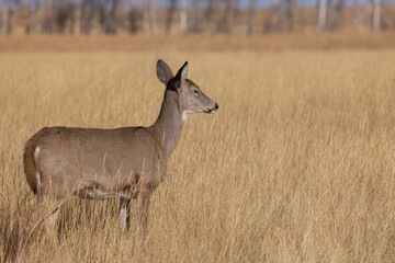 Whitetail Deer Doe in Autumn in Colorado