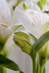 Peruvian lily, lily of the Incas, alstroemeria with white flowers. Alstroemeria flower at close range.