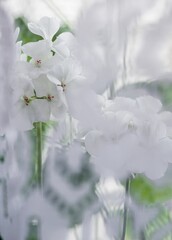 White flowering geranium or pelargonium. Indoor plant.