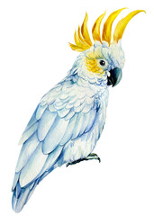 Parrot cockatoo, watercolor tropical bird, white isolated background, hand drawing