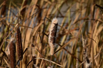 Ripe reed fruits. Fluffy reed seeds on a blurred background. Bokeh, autumn.