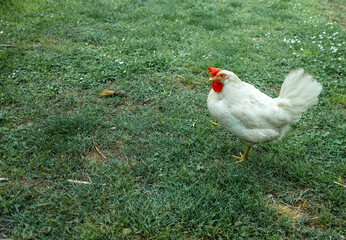 detail of white hen in a meadow