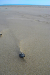seashells on the beach