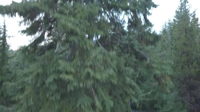 reveal mountain above forest shrouded in clouds 