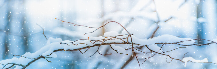 Winter panoramic scenery with snowy branches. Frozen tree branches in winter forest