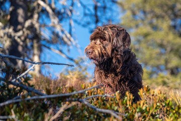 hunting dog, pudelpointer, at a sunny autumn day on the mountains