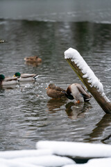 Enten auf einem See, Winterlich, verschneit, vereis