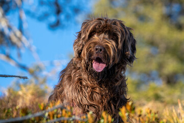 hunting dog, pudelpointer, at a sunny autumn day on the mountains