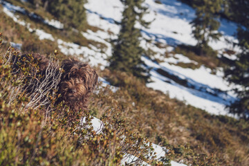 with the dog, a pudelpointer, in the hunting season on the mountains in autumn