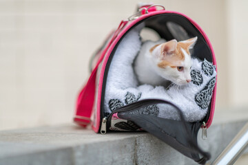 Naklejka premium Beautiful little kitten in a bag for carrying animals.