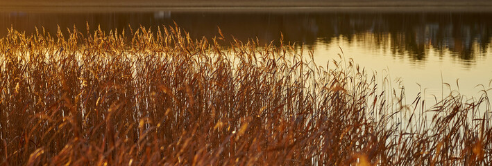 Dry reeds on the shore with water in the background.