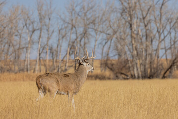 Whitetail Deer Buck During the Rut in Colorado in Autumn