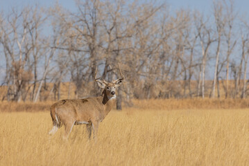 Naklejka na ściany i meble Whitetail Deer Buck During the Rut in Colorado in Autumn