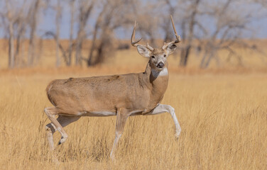 Whitetail Deer Buck During the Rut in Colorado in Autumn