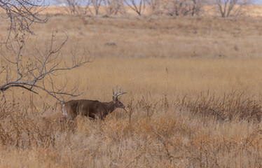 Whitetail Deer Buck During the Rut in Colorado in Autumn