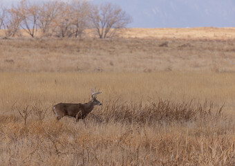 Naklejka na ściany i meble Whitetail Deer Buck During the Rut in Colorado in Autumn