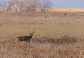 Whitetail Deer Buck During the Rut in Colorado in Autumn