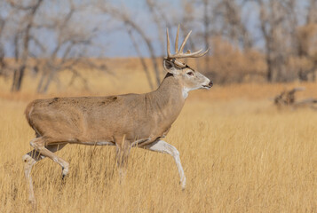 Whitetail Deer Buck During the Rut in Colorado in Autumn
