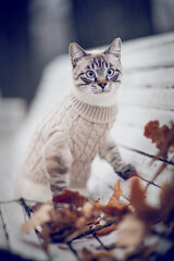 Portrait of a Thai cat in a sweater on a park bench. - 472083229
